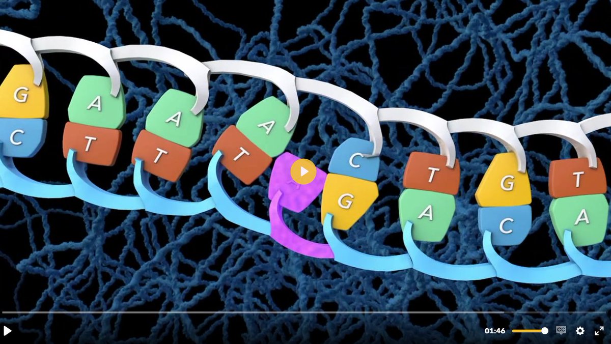 What is a mutation? Mutations are small changes in genetic material! Some can be beneficial, some are harmful, and some have no effect at all! Learn more about the kinds of mutations here! learn.genetics.utah.edu/content/basics… <a href="/LearnGenetics/">GSLC Learn.Genetics</a>
