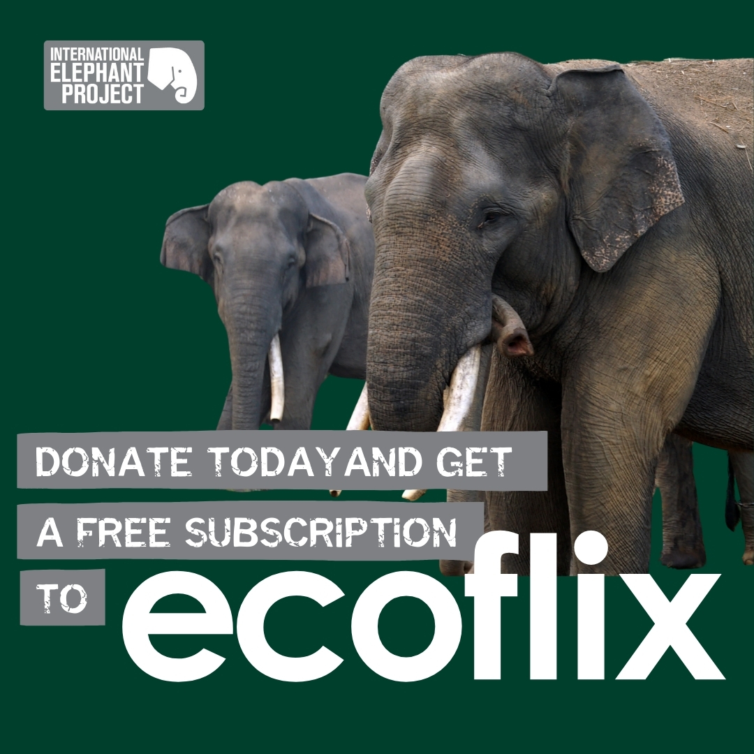 IntElephantProj's tweet image. Special offer! Donate $47.99 to the International Elephant Project and get a free Ecoflix subscription! Enjoy unlimited wildlife films for a year. Donate now: 🔗 ow.ly/eleg50UvLi9