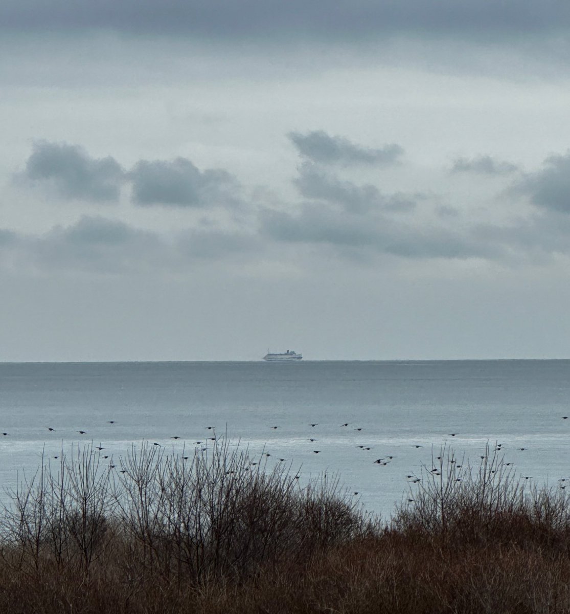 starlings and the <a href="/Cross_Sound/">Cross Sound Ferry</a> cape henlopen…