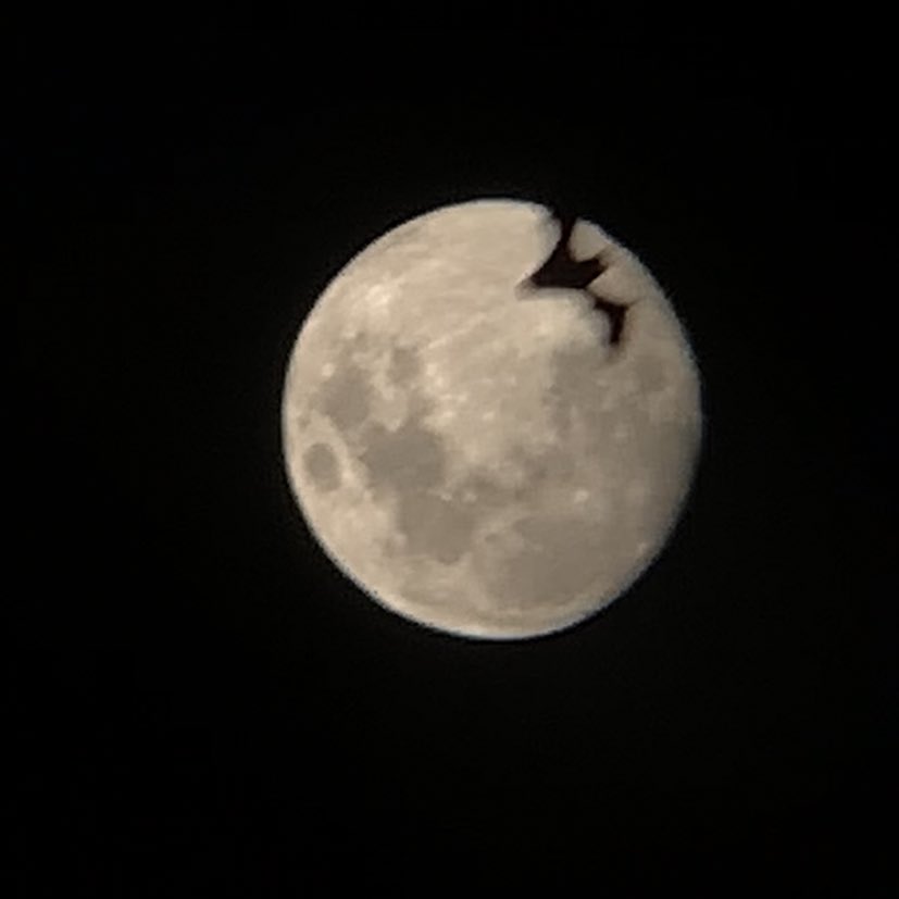 le estaba sacando fotos a la luna y justo pasó un murciélago dale flaco pasa de una vez me arruinas la foto
