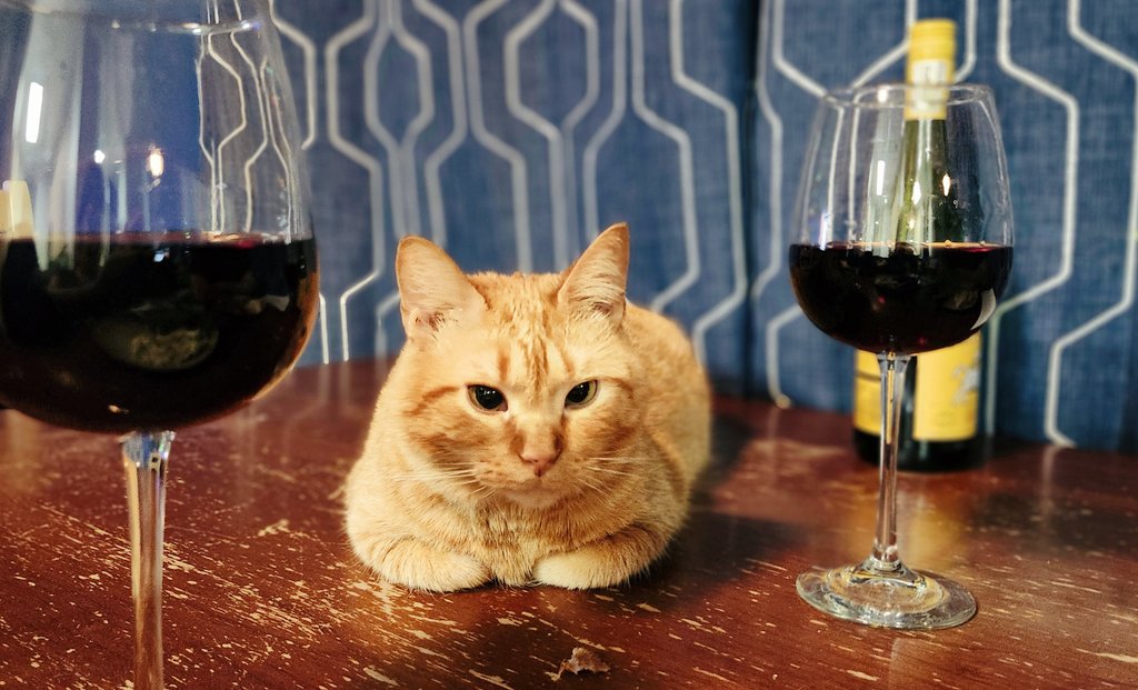 AmymAisme's tweet photo. Some football, wine, and a Bagel. #thatshername #classycat #bagelbutt https://t.co/qgEBhcjsQW