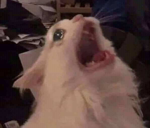 🇵🇸 la rompe agujas 🪡 tweet media