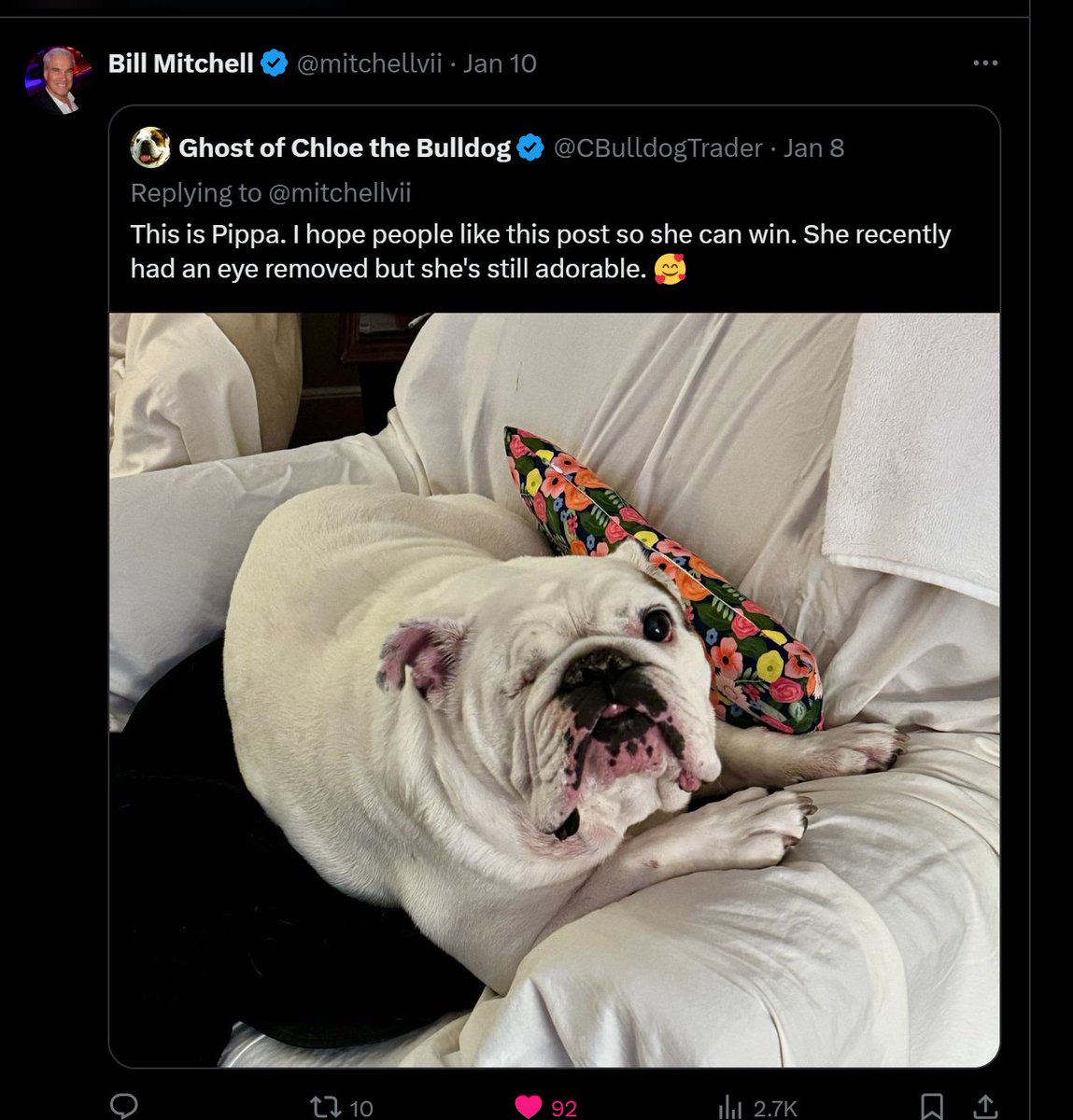 mitchellvii's tweet image. WE HAVE A WINNER!

And the first ever winner of the X DOG(E) SHOW and our new Grand Champion from our Saturday runoff is Pippa with 92 votes!  Congratulations!

Pippa's proud owner is @CBulldogTrader.