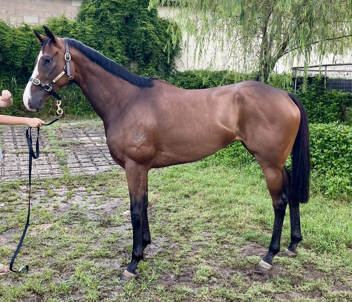 Racing today at Coffs Harbour for pink silks day 🩷 <a href="/coffs_racing/">Coffs Racing</a>