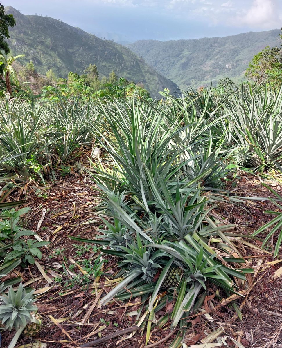 thedocslab's tweet image. What a great experience 🍍✨😍