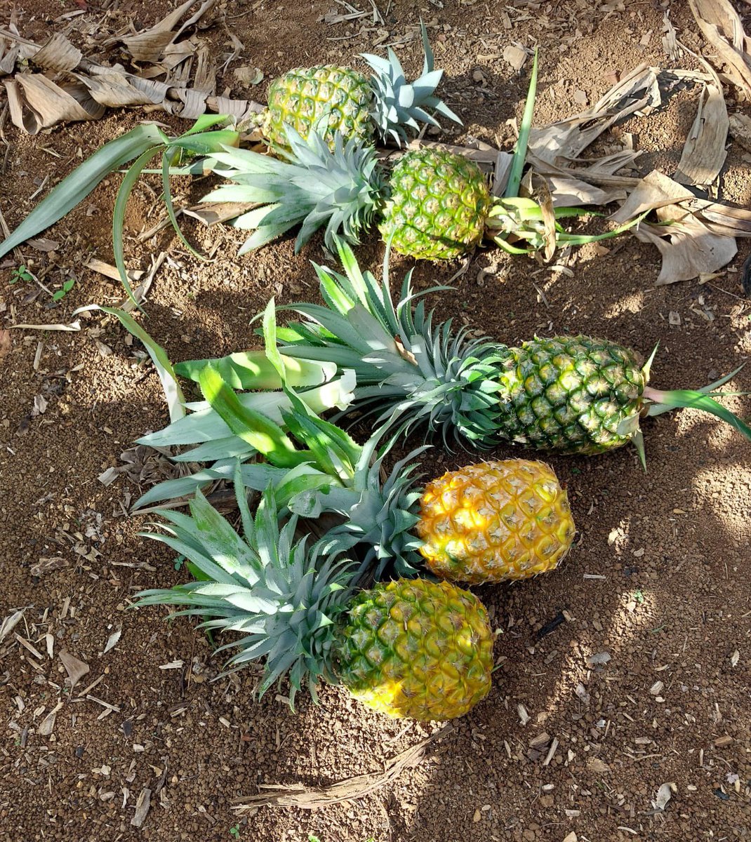 thedocslab's tweet image. What a great experience 🍍✨😍