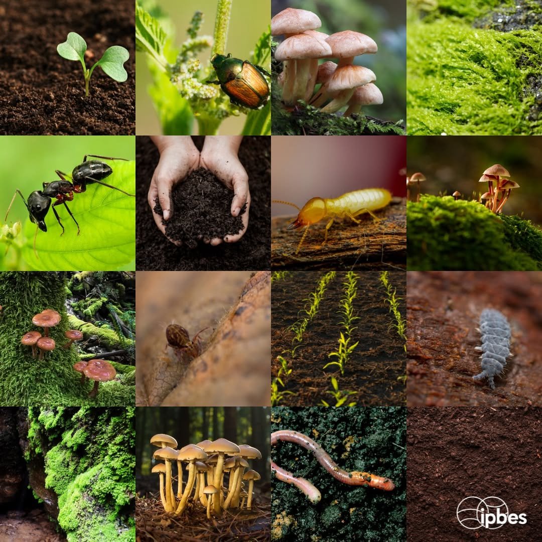 💭#DidYouKnow... #Soil is a complex and dynamic ecosystem where multiple organisms coexist and interact with each other.🪱🌱🐛

Soil organisms play a key role in #ClimateChange adaptation and mitigation by storing carbon in the soil.

via <a href="/IPBES/">ipbes</a>