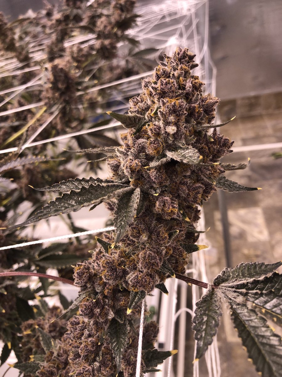 hashmonster710's tweet photo. Run of trop cherry from two years ago !! #migrown #highlymotivated #loudterps #hashmonstersolventless https://t.co/l84Oovfcjy