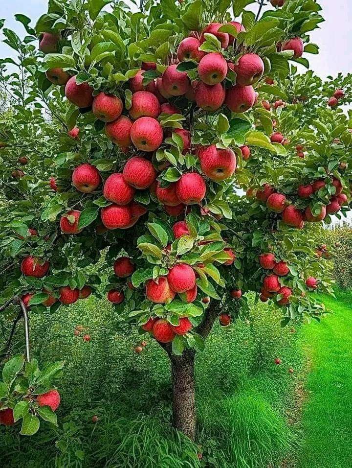 BPatelMaths's tweet photo. Good morning my all twitter friends ❤️ 
#zelena #Goodmorning #nature #fruit #flower #LosAngelesFire https://t.co/ysSSsO2nph