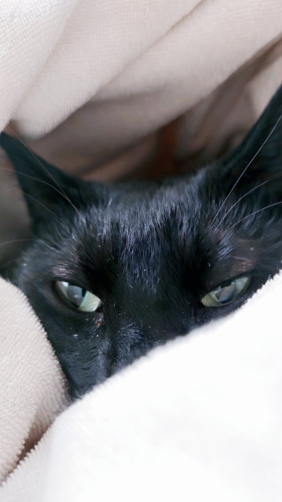 久しぶりに猫がベッドに来たので布団で挟んだ😎