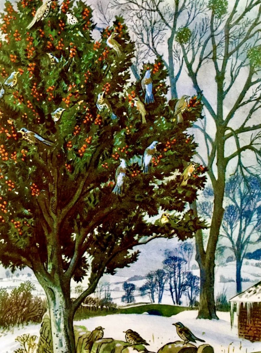 “In the holly tree, which is rich with red berries, fieldfares, redwings, and mistle-thrushes are busy feeding” 
Writer: EL Grant Watson 
Artist: CF Tunnicliffe 
(What to Look for in Winter, 1959)