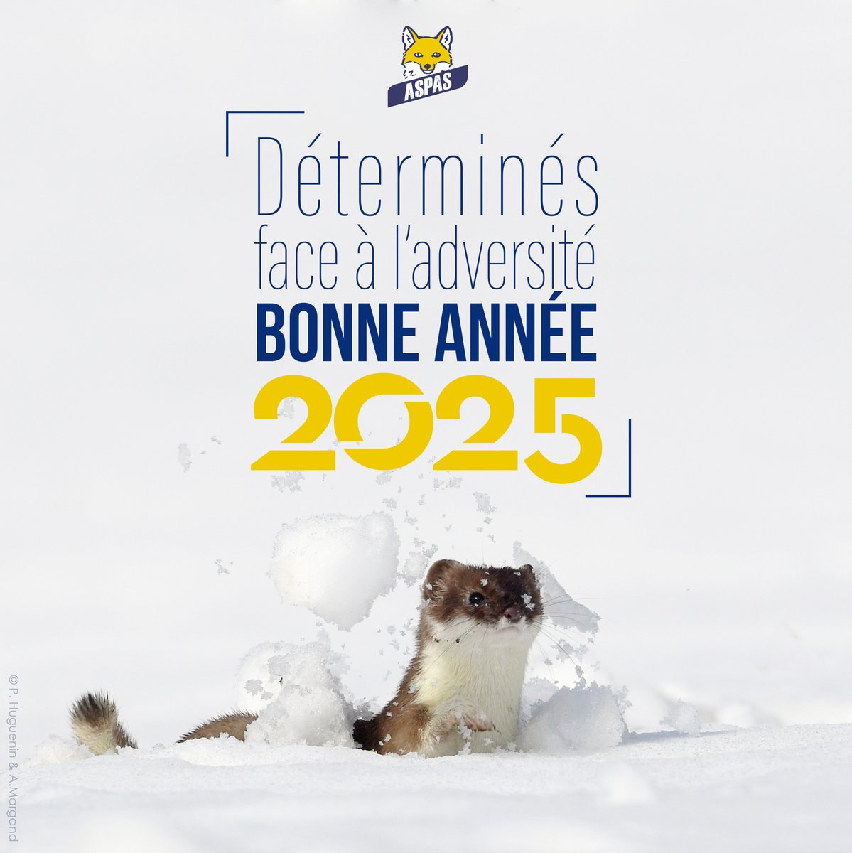 ASPAS (@aspasnature) on Twitter photo Pour les droits des animaux sauvages et la protection de leurs milieux, on continue le combat 💪
👉 Pour vous replonger dans nos succès de 2024 : bit.ly/retro-aspas-20…
👉 Pour réadhérer en 2025 : aspas-nature.org/adhesion
 Merci pour votre soutien ! 💚 Pour les droits des animaux sauvages et la protection de leurs milieux, on continue le combat 💪
👉 Pour vous replonger dans nos succès de 2024 : bit.ly/retro-aspas-20…
👉 Pour réadhérer en 2025 : aspas-nature.org/adhesion
 Merci pour votre soutien ! 💚
