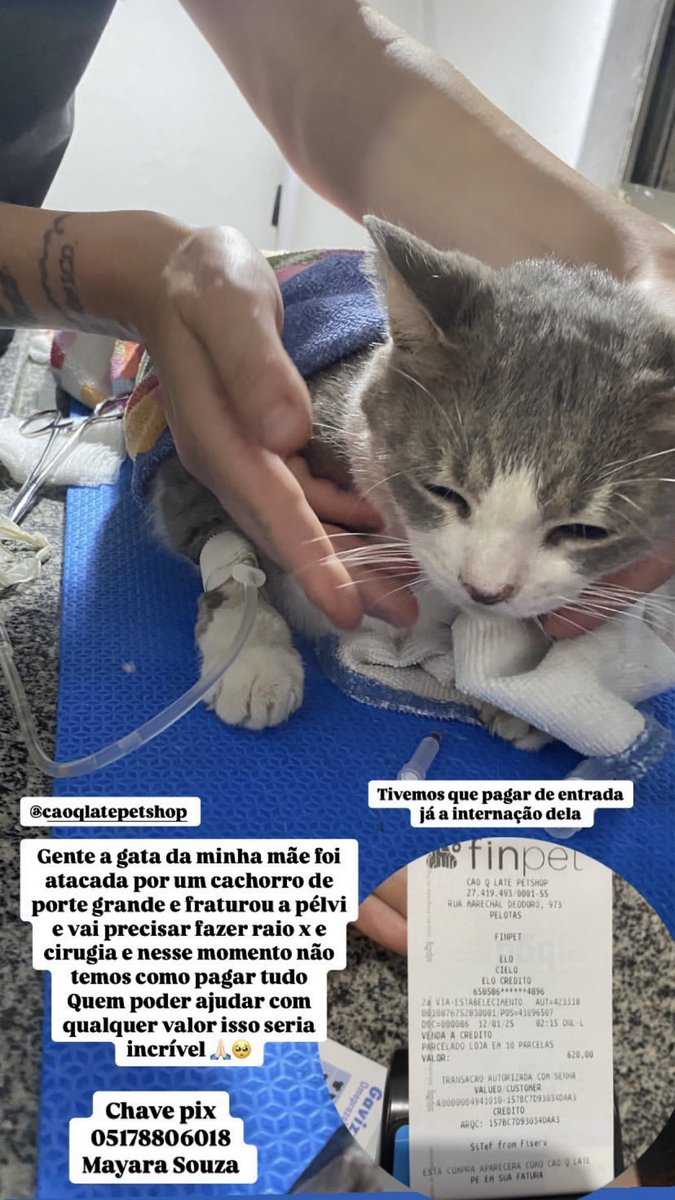 _ddbarcelos's tweet photo. Gente queria pedir a ajuda por aqui também, a gatinha da minha tia foi atacada por um cachorro, ela fraturou a pelve e terá que fazer raiox e exames para fazer cirurgia. Nós precisamos de ajuda com qualquer valor no pix da ft pois não conseguimos arcar com tudo no momento. https://t.co/H5RIRCFaTy