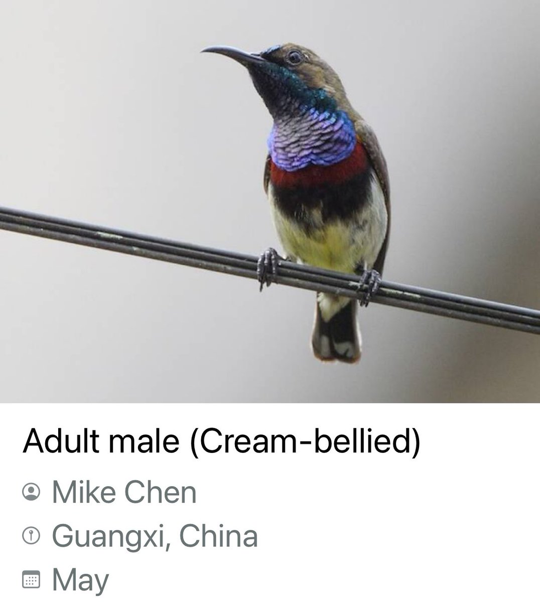 Mike_chen2_birds tweet media