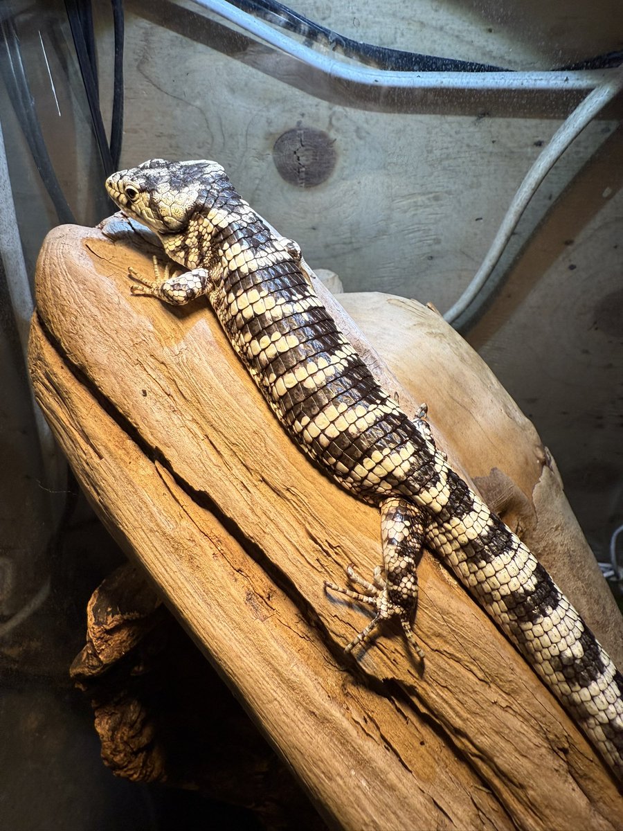 アブロニア　タエニアータ✨