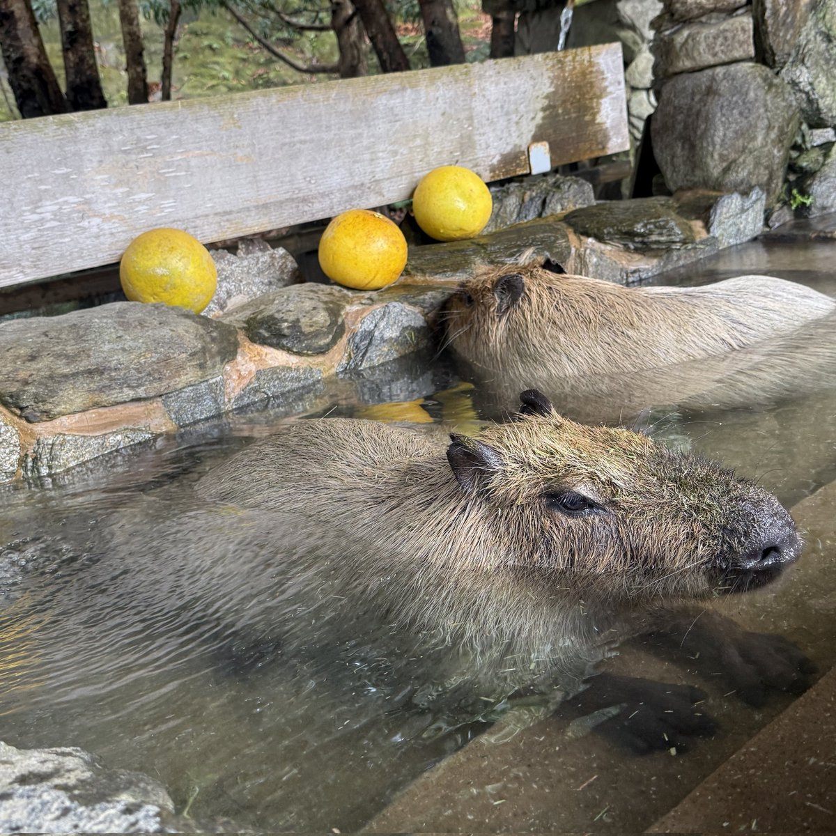 capybarabath's tweet image. 【長崎】
記録は1時間31分でした。
参加できてたら2位の好タイムでしたが、那須には勝てません。こはるちゃんおめでとう。