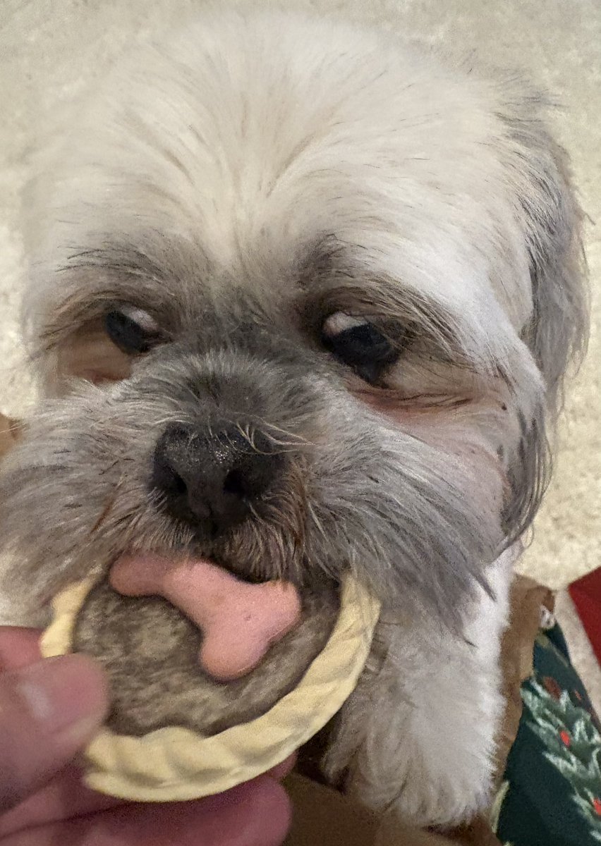 Grace loves a treat!😂🐶👀🥰