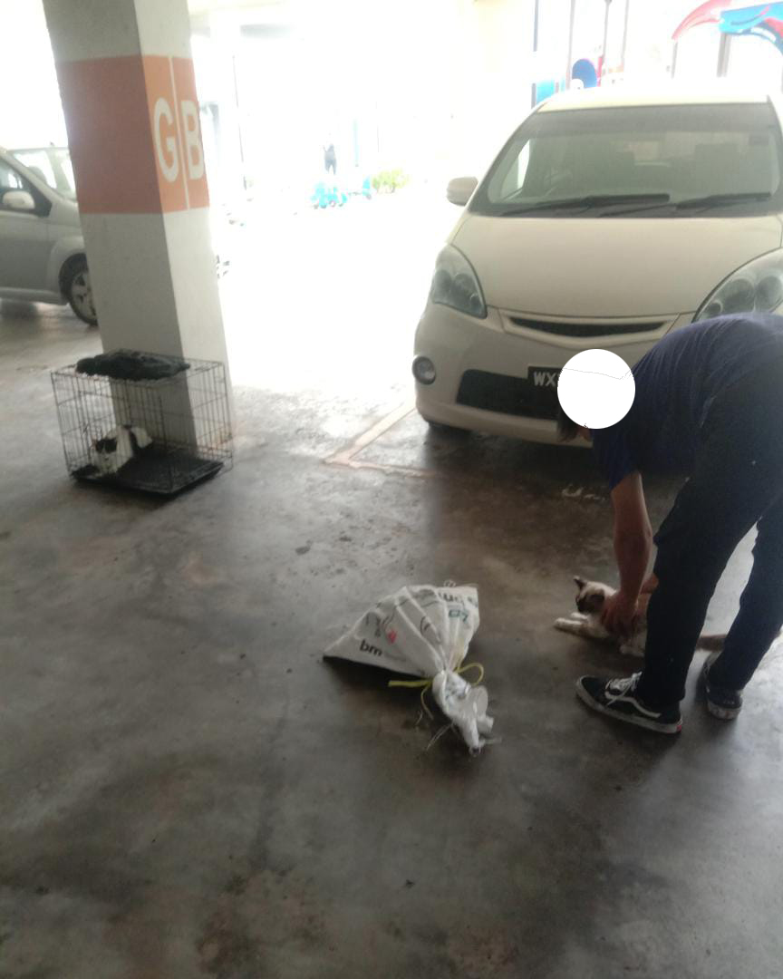 Pernah tinggal sebuah pangsapuri di Bandar Baru Bangi, konon bandar ilmu. Ada JMB bebal bermentaliti buang kucing. Ini contoh DVS cuma nasihat kes mengguni &amp; buang kucing. Ketika tinggal di sana, berjaya rescued, spayed &amp; adoption berpuluh kucing. Lihat: projekanggun.wordpress.com