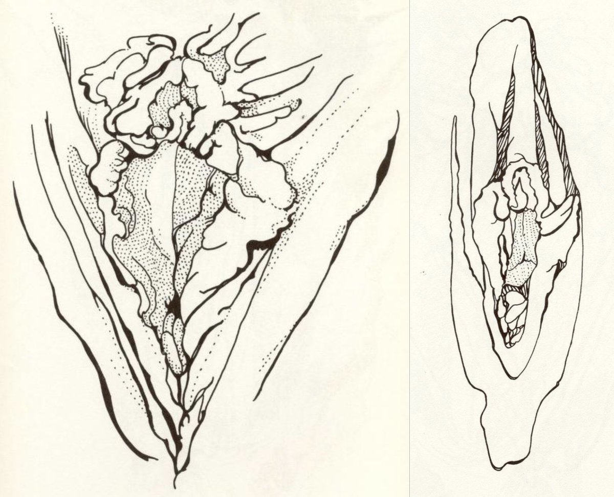 THE CUNT COLORING BOOK (1975). By artist/activist Tee Corinne. "The drawings in this book are of real woman's cunts," it says in the introduction, and I've decided to believe it. 