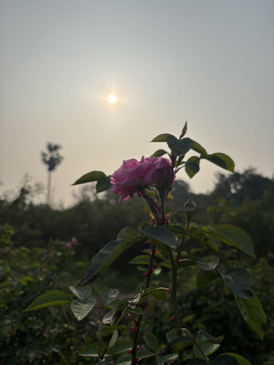 attarkannauj's tweet photo. Happy National Youth Day! 🎉 The Attarkannauj team is proud to have a vibrant, energetic group of young leaders shaping the future.
Every youth need a confidence off Kanyakubj Perfumes like our fresh roses#NationalYouthDay #YouthPower #Attarkannauj #kanyakubjattar #kanyakubj https://t.co/HSaaOiq4rm