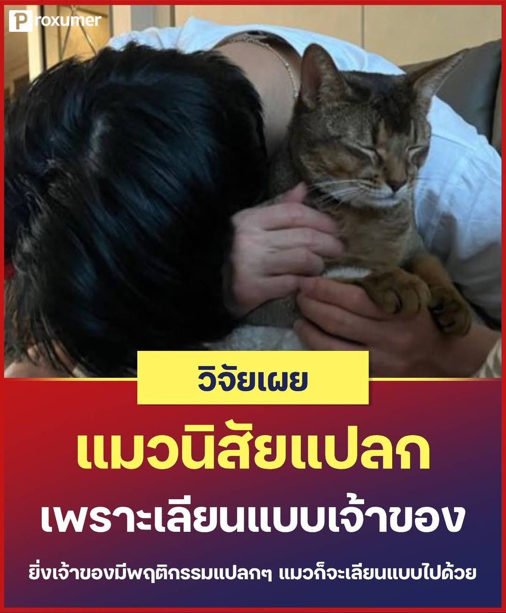 proxumer's tweet image. 😸 แมวนิสัยแปลกๆ เพราะเลียนแบบเจ้าของ!  งานวิจัยจาก Dr. Lauren Finka พบว่า ถ้าเจ้าของมีพฤติกรรมแปลกๆ หรืออารมณ์แปรปรวน แมวก็จะเลียนแบบไปด้วย เพราะฉะนั้นเวลาเจอแมวทำตัวแปลกๆ จนทำให้โมโห ก็อย่าลืมบอกตัวเองว่า "ลูกเราเหมือนเรา" แล้วจะได้ไม่ต้องคิดมาก 😂
#PROXUMER #PROMOTION  #แมว