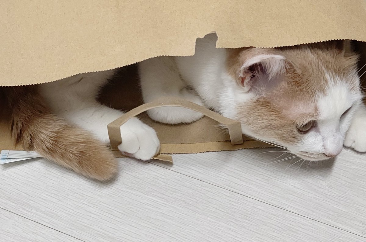 ㅠㅜ너무귀여워서 안올릴수가 없얶음