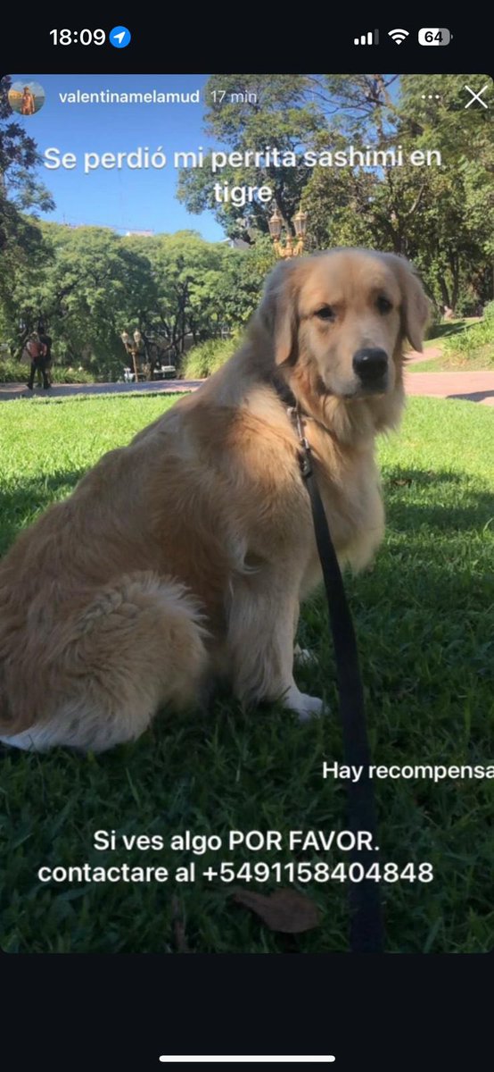 MartuMeta's tweet photo. Estamos buscando a Sashimi!!
Se agradece difusión https://t.co/4P9K06D7mG