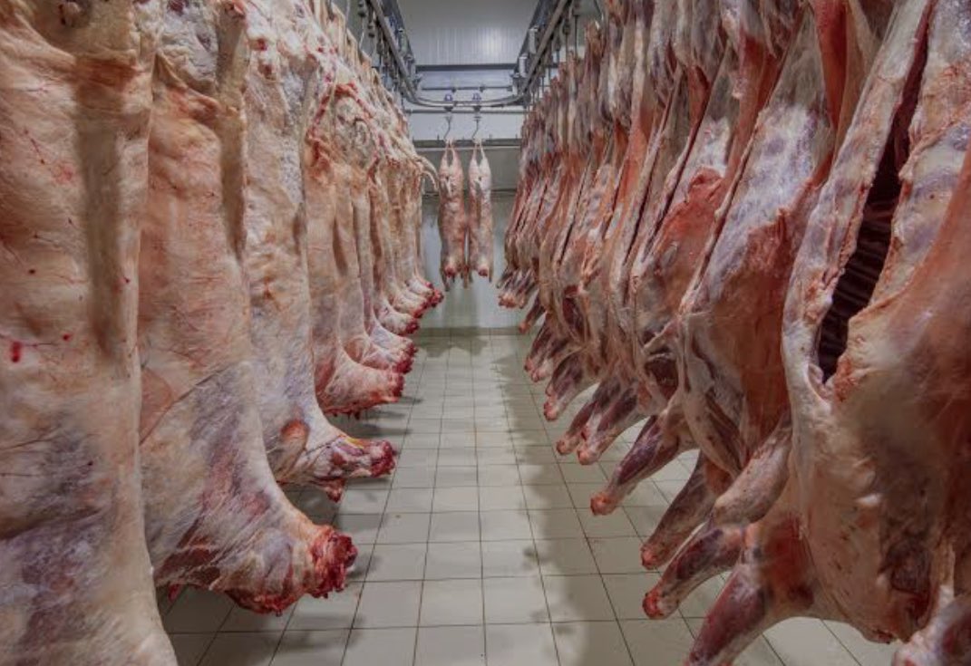 I’m wondering if anyone else is having trouble getting a $/kg price out of Thomas Foods Loberthal??
I have lambs booked in on the 21/1 with no $ quote (back mid December). I was told they would let me know in the new year, been asking all week with no results 🤷🏼‍♂️