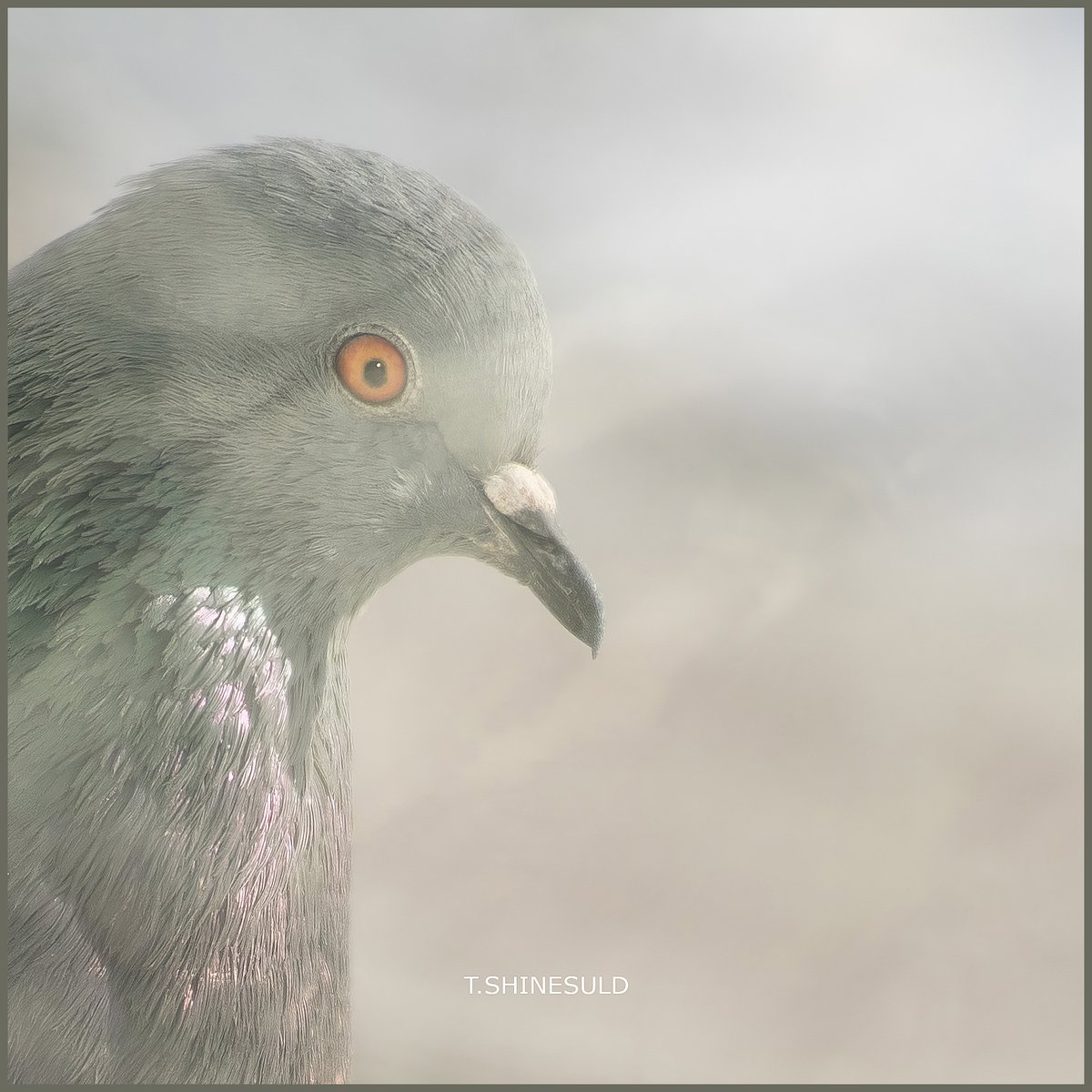 shinesuld's tweet image. Тагтаа содон нүдтэй юм #pegion #photography #animal #bird