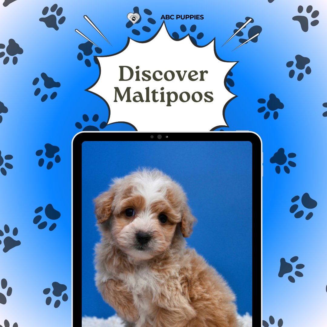 abcpuppies's tweet photo. Discover why Maltipoos are fast becoming the latest family obsession with their winning combination of hypoallergenic coats, loyalty, and intelligence! #MaltipooMagic #DesignerDogs #PupLove #BestOfBothBreeds #FluffyCompanions #LoyalPets #SmartPups #FamilyPets #PetLovers https://t.co/hQzXaG7fp2