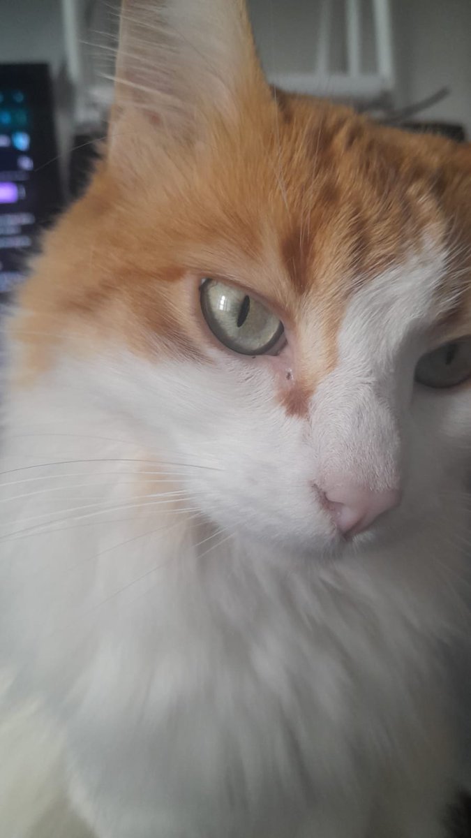 Daniel_blvd3's tweet photo. cuidala pepe, como hiciste siempre, te voy a extrañar luci, te mando un abrazo enorme <3 https://t.co/JxyM39zcfz