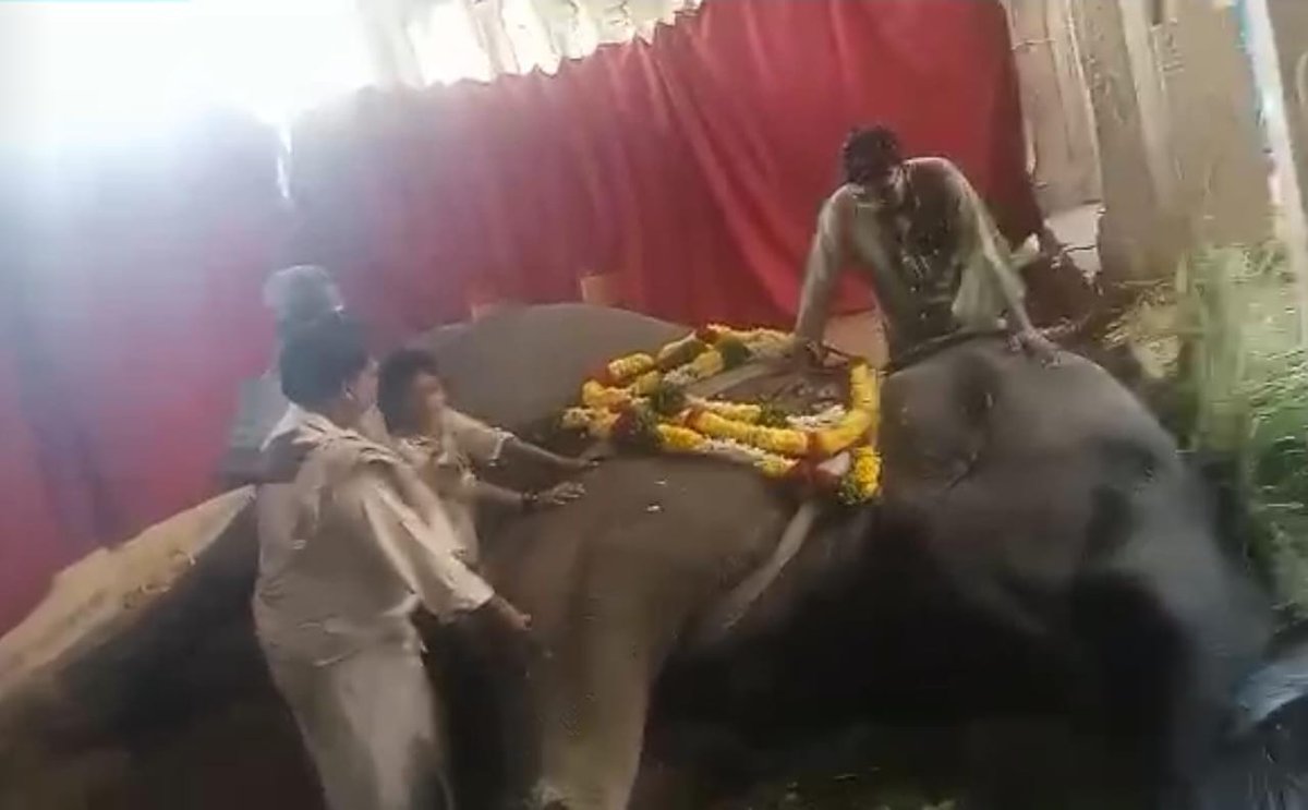 The 56-year-old #elephant #Gandhimathi, who was undergoing treatment for ill health at the #Tirunelveli Arulmigu #Nellaiyappar Gandhimathi Amman #Temple, #died this morning due to lack of treatment😓
#nellai 
<a href="/OfTirunelveli/">Tirunelveli City Updates🏙</a> 
<a href="/Porunaicity/">Tirunelveli</a> 
<a href="/nellaiupdates/">Nellaiupdates</a>