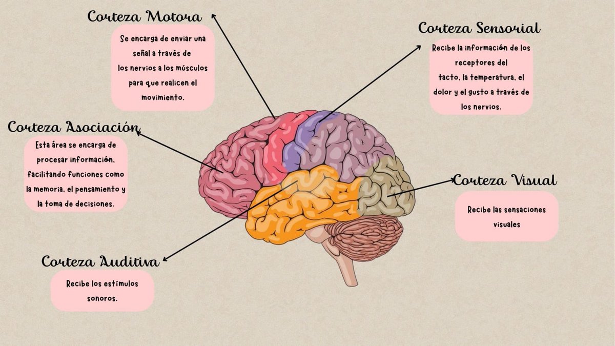 angie_bca's tweet photo. El Sistema Nervioso Central es el centro de mando de nuestro cuerpo ,controla todas las funciones, desde los latidos del corazón hasta el pensamiento. Sin él, no podríamos movernos, sentir, pensar o reaccionar al mundo.
#cerebro #sistemanerviosocentral
#neurociencia #biología https://t.co/sPyrWiu17T