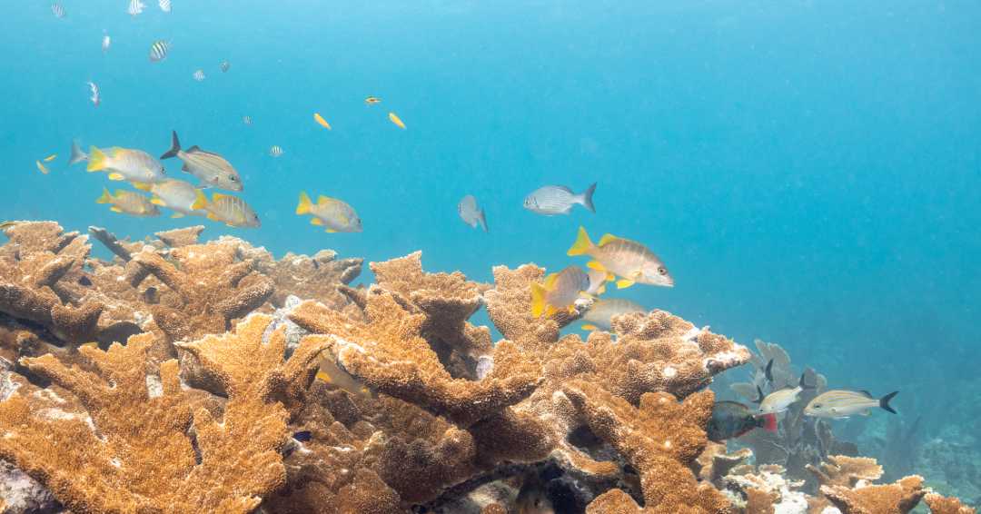 coralcrf's tweet photo. Elkhorn coral provides crucial shelter to reef fish and supports healthy ocean ecosystems.
How many fish species can you identify in this shot? Drop your guesses below! ๐ #CoralReefs #FishID #ElkhornCoral #OceanConservation #ReefHealth https://t.co/Qn3qVhHlxk