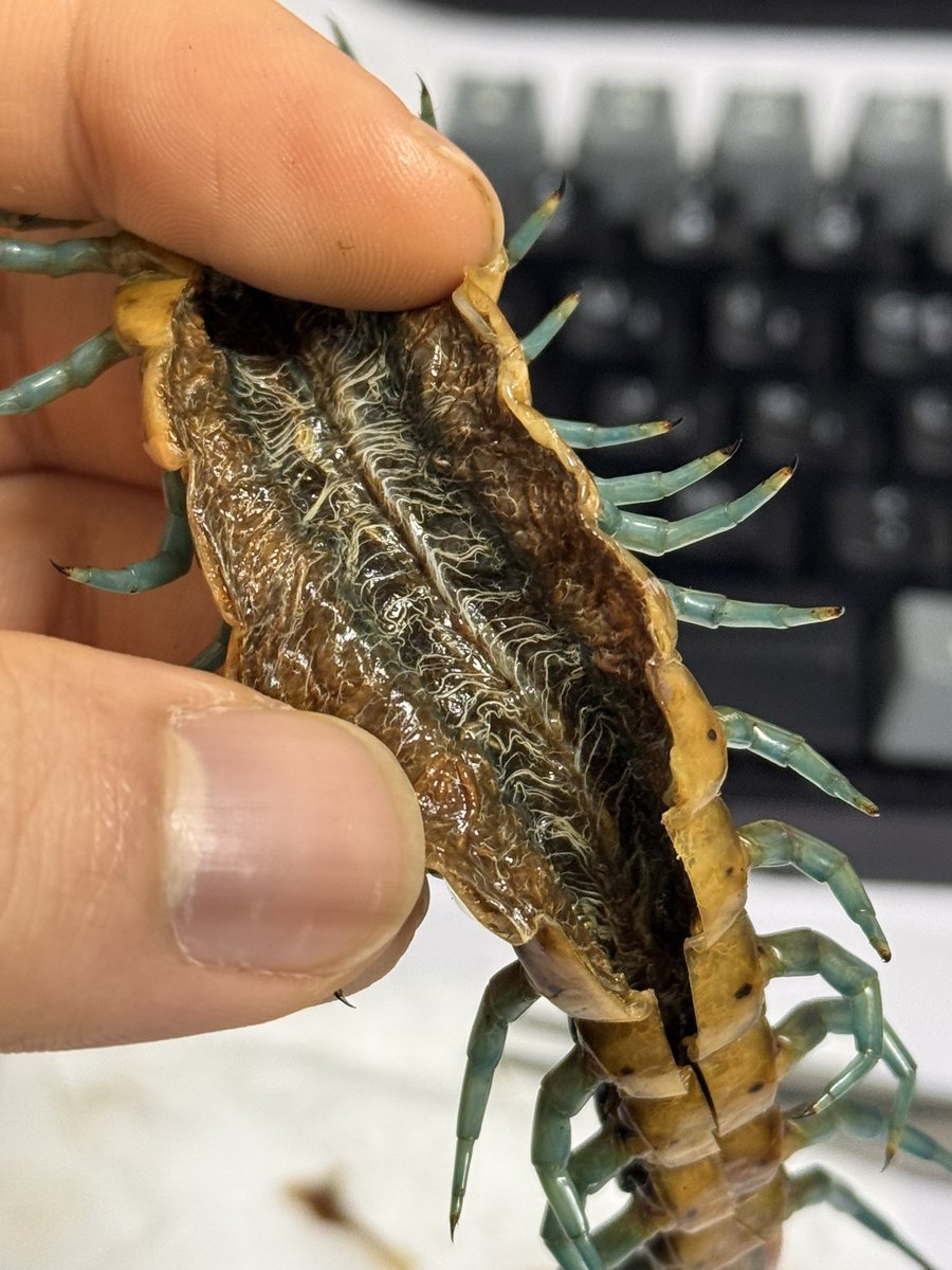 ムカデの神経構造は不思議だ