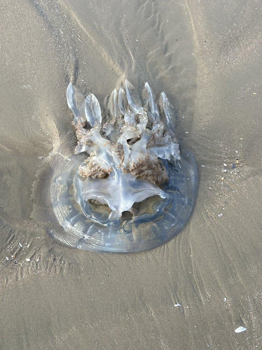 Meningioma Host tweet media