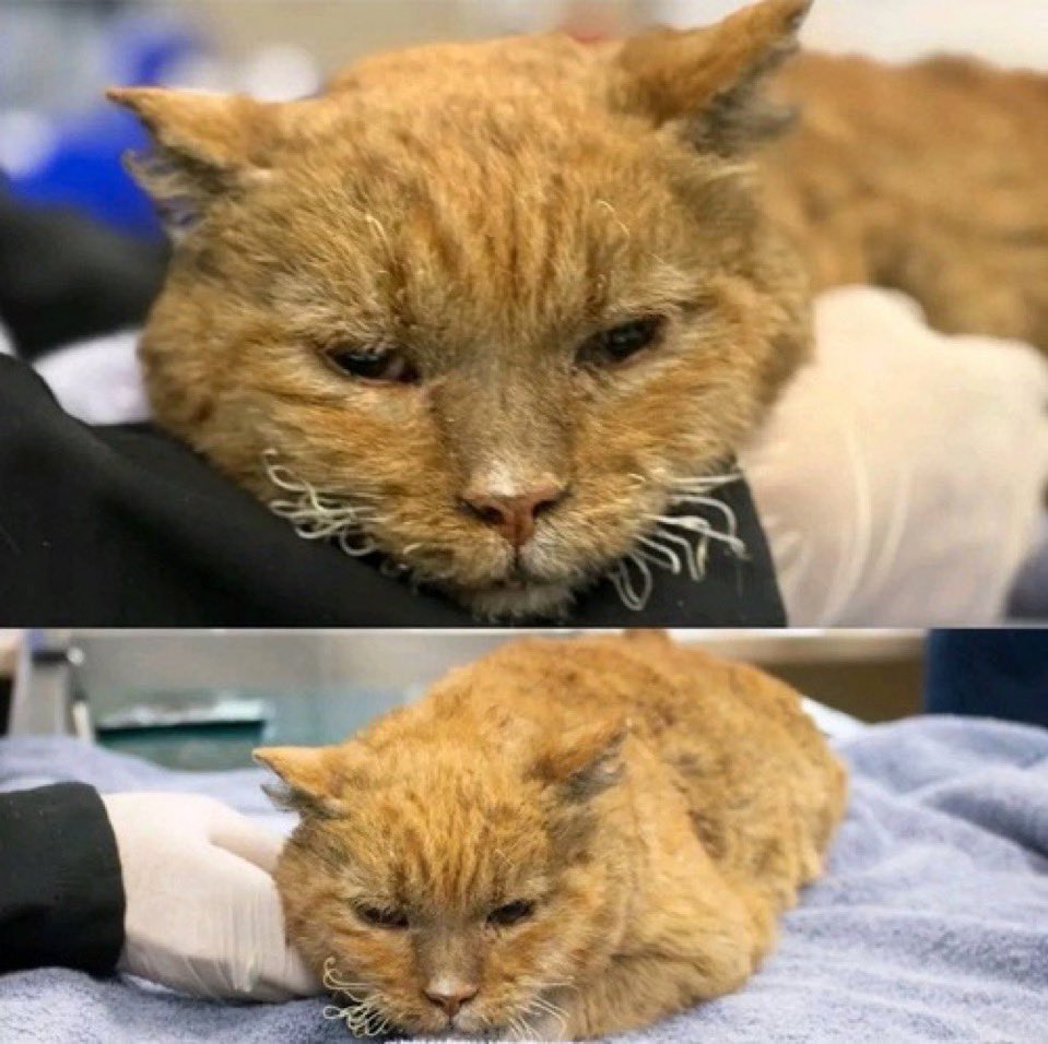 ロサンゼルスの火事から生き残った猫さん😿