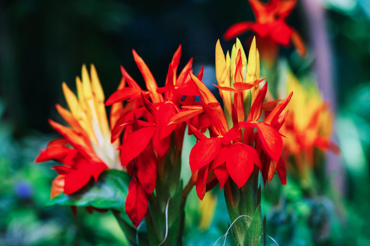 konta_taku's tweet photo. #Aphelandra #aurantiaca. Apheles "simple", andros "man". "The name refers to the one-celled anthers of stamen." Stamen is not found in this one. But, its roots are growing from stalk. This may be a sign of pot-bound roots 🪴🧐. (Jan. 11) #Flowers #FlowerReport #FlowerPhotography https://t.co/jD7NtyCK9H
