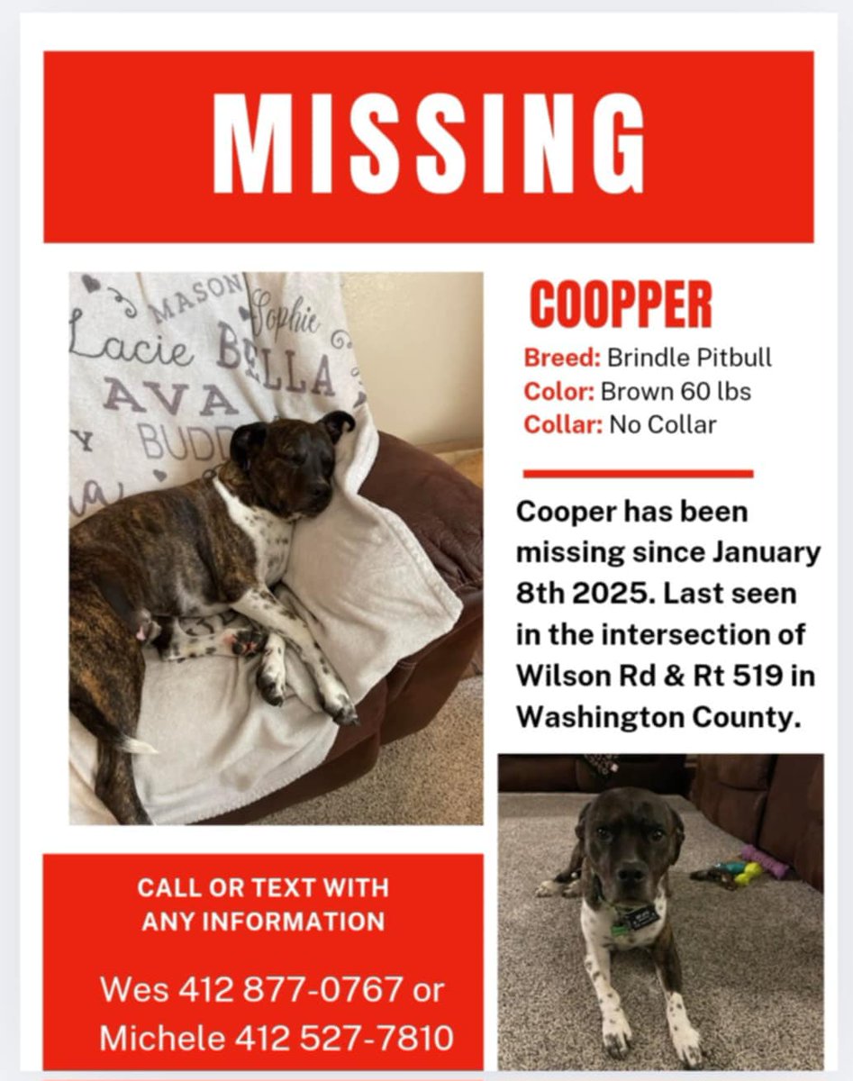 CourtneySanto's tweet photo. Friend 's dog Cooper went missing 1/8/25 in Washington  Cnty.  on route 519/McMurray.  Please please share. He’s very friendly and  freezing. He does not have a collar or tags on but he is chipped. #Pittsburgh #Missing #MissingDog #WashingtonPA https://t.co/OZ7eN4LdB4
