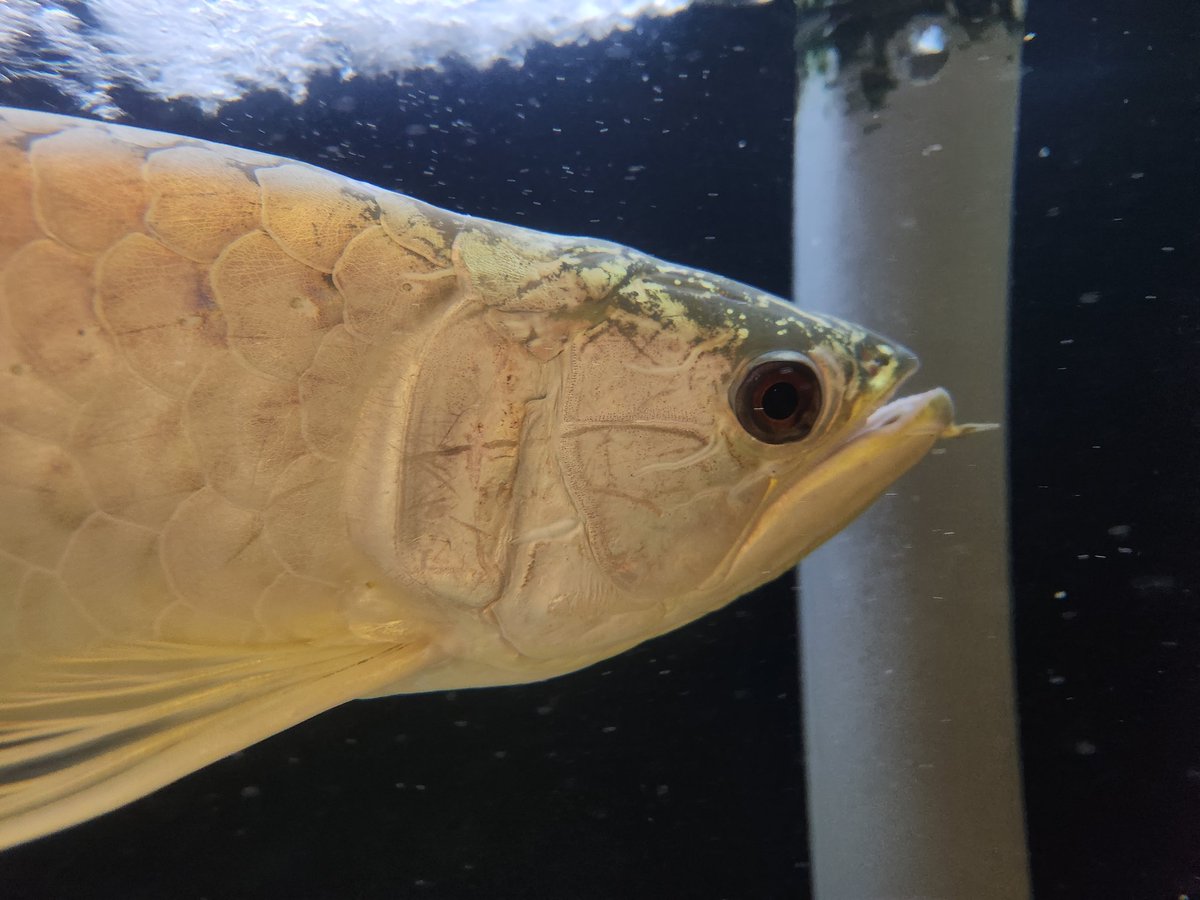 昔ながらの砲弾体型。名古屋店の看板魚チタニウムゴールデンアロワナ