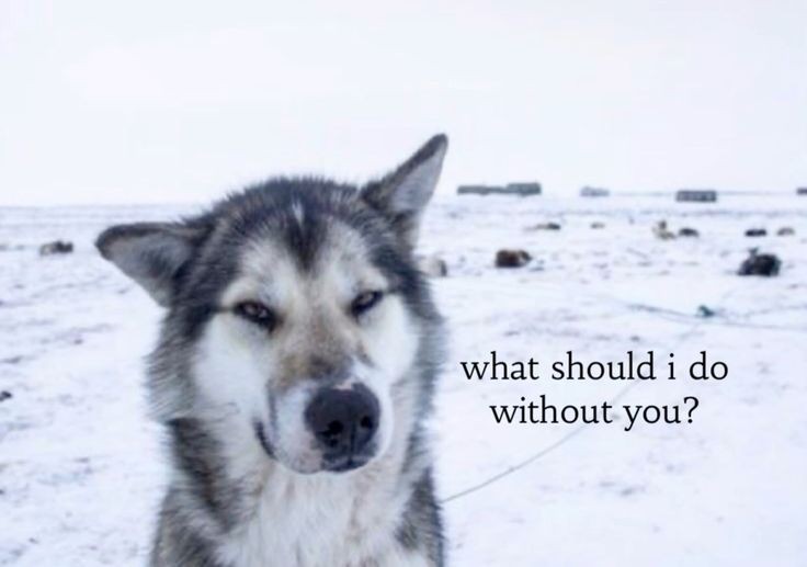 caninepoetry tweet media