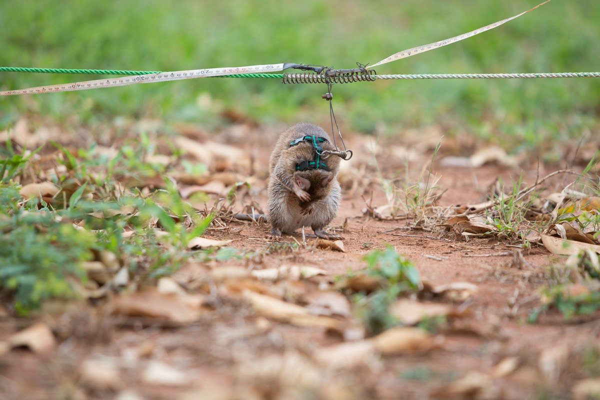 APOPO (@herorats) on Twitter photo With such a sensitive nose, it's not too hard to flood it, especially during an intensely focused sniffing task. We often see #HeroRATs grooming to 'reset' their noses, sniff again, then indicate on a target. They groom plenty during out-of-office hours too! #APOPO #rats With such a sensitive nose, it's not too hard to flood it, especially during an intensely focused sniffing task. We often see #HeroRATs grooming to 'reset' their noses, sniff again, then indicate on a target. They groom plenty during out-of-office hours too! #APOPO #rats