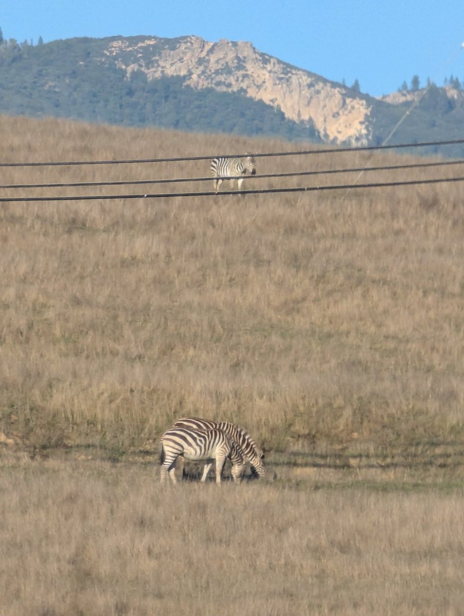 little known fact: there's a herd of zebra that roam around by the coast where I live and they're basically just naturalized at this point