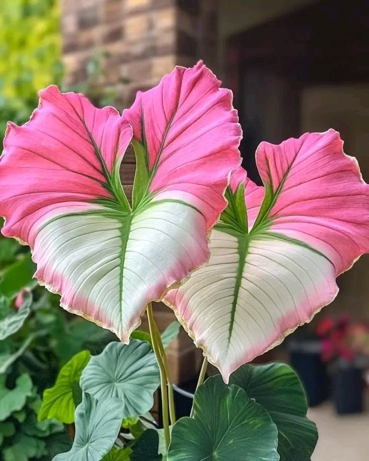 ফুল ফুটে ফুল ঝরে ভালোবাসা ঝোরে পড়ে না