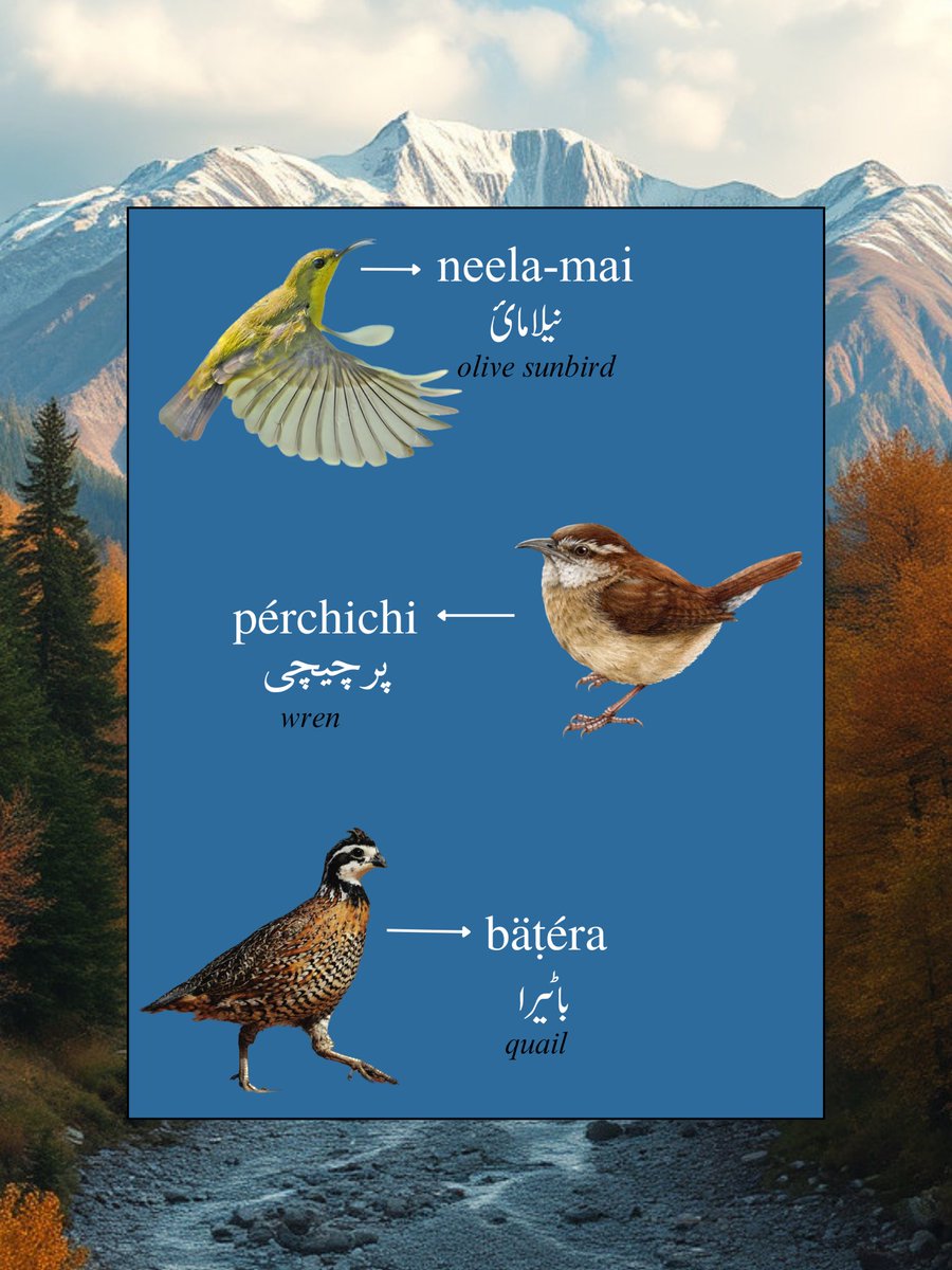 pahrimarizban's tweet photo. Continuing with more beautiful birds? Do you have a favorite? Let us know! 🕊️💚

•
•
#pahari #paharilanguage #hindko #ajk #azadkashmir #rawalakot #bagh #bhimber #mirpur #pahariculture #kashmir #muzaffarabad #languagelearning #pothwari #standwithkashmir #birds #languageschool https://t.co/mSZ4fcHhsw
