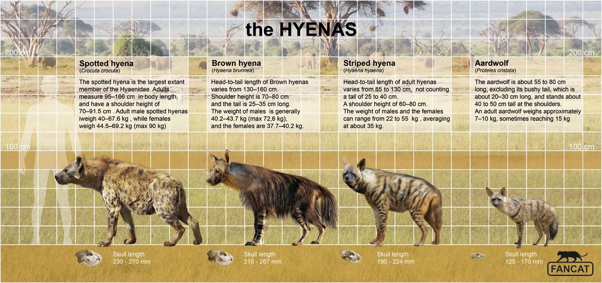 [🔗](api.tinyfox.dev/hourly/Yeens/p…)