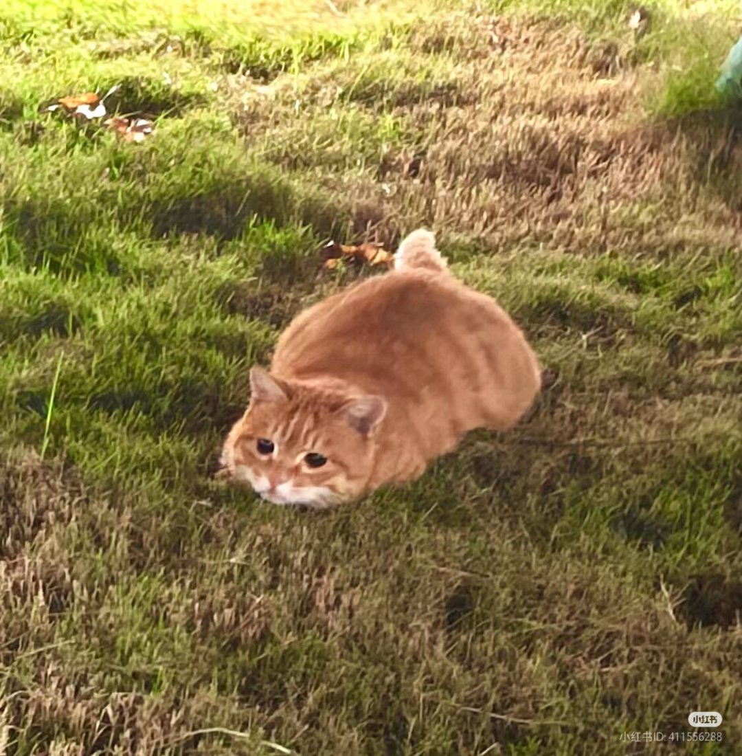 No Context Cats tweet media