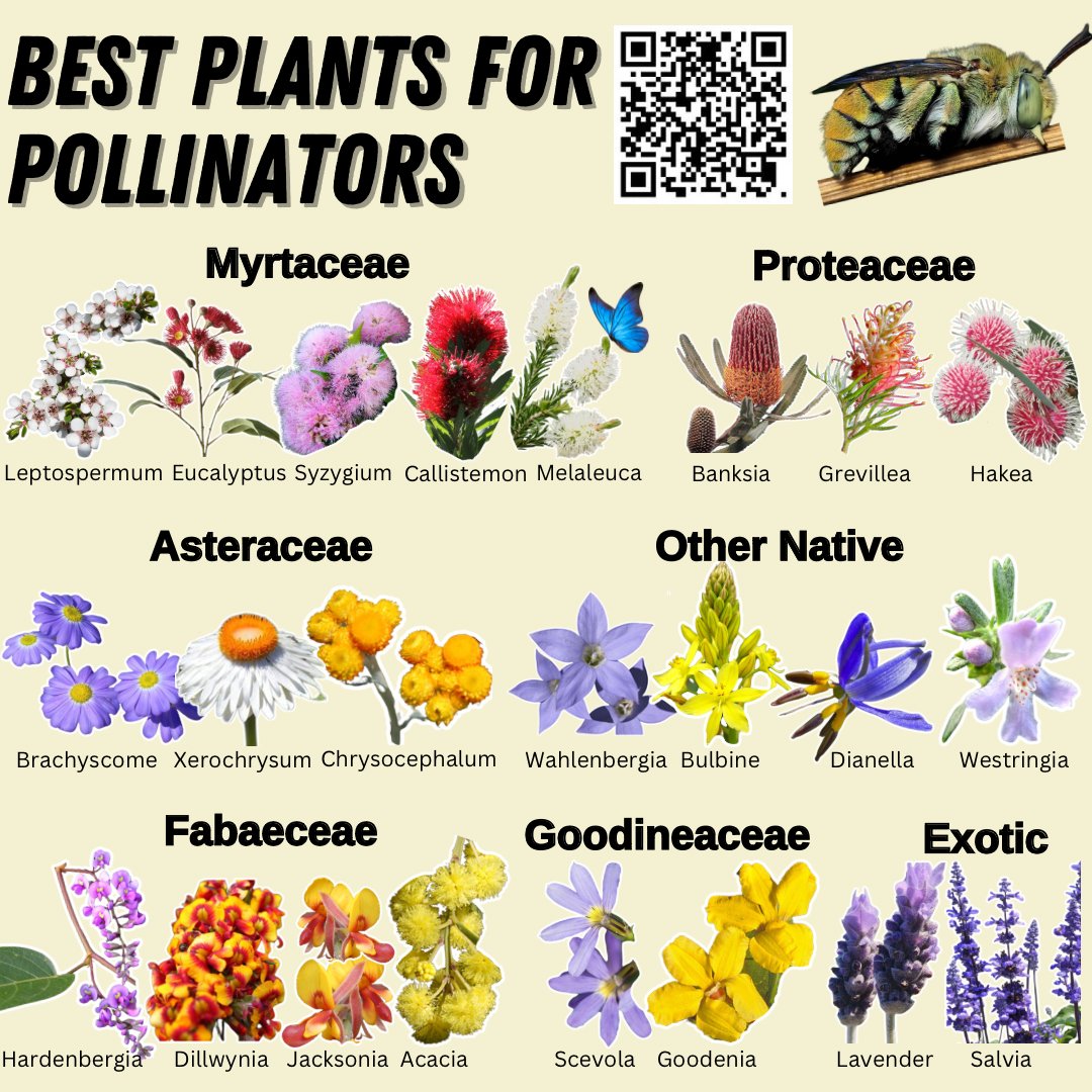 ‼️The indisputable list of the best native plants for pollinators 🦋🐝🦜🪲🦇

What did I miss?? Let me know in the comments 🧐🤓

🌸 Boost biodiversity with these native and exotic flowering plants, perfect for attracting bees, butterflies, and other vital species. 🌱
