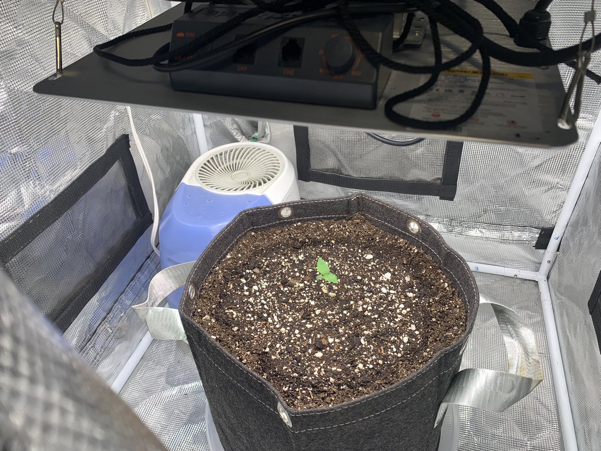 GrowsOhio's tweet photo. Ladies are all loving life, Blue Dream has been transplanted! Got a hefty 💦 of spring water…. in the auto tent, we have some new life in the works!
#vivosun #marshydro #organic #foxfarm #customblend #blackgold #gaiagreen #autoflower #photoperiod #loyaltothesoil #cannafam https://t.co/TlwUue0wiQ