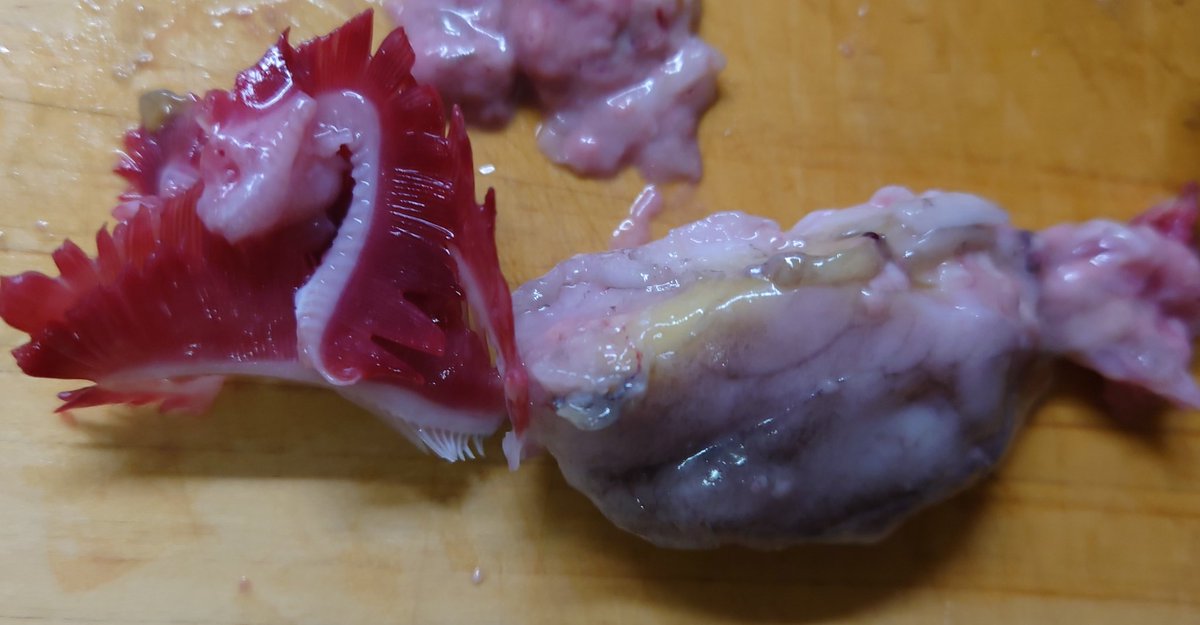 k_sfj's tweet photo. 夢あじ！カイワリに目をつけたのは素晴らしい。いままで出会った養殖魚でNo1！鮮度内臓脂肪申し分無し。一日寝かしましたが全く臭みなし。身の柔らかさと脂のノリは寿司に最高です。またテスト販売待ってます！ https://t.co/nSFKE4arSb